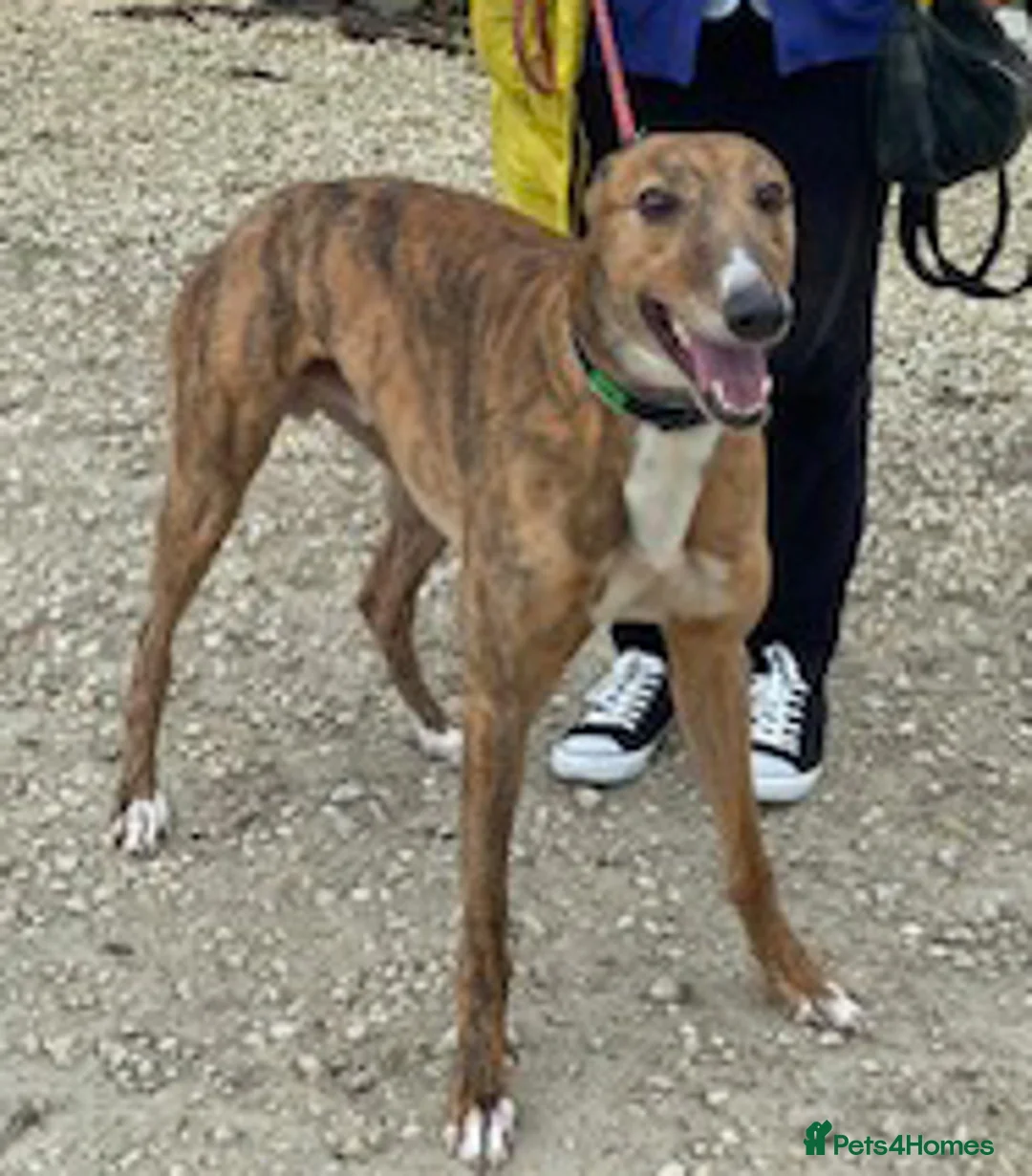 Greyhound dogs for adoption: Super friendly Colin wants a new forever home - Advert 1