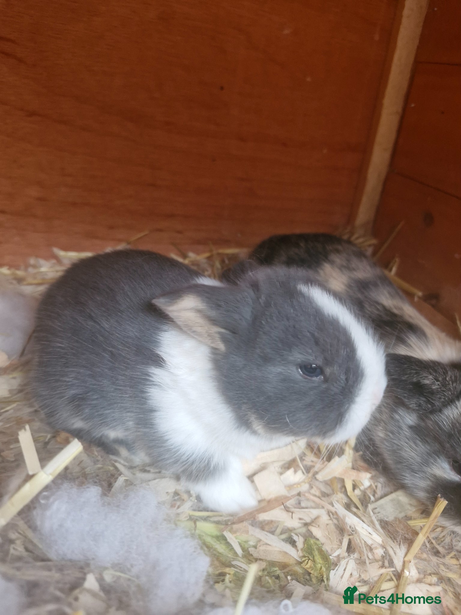 Mixed Breed rabbits Clarances kits - Advert 12