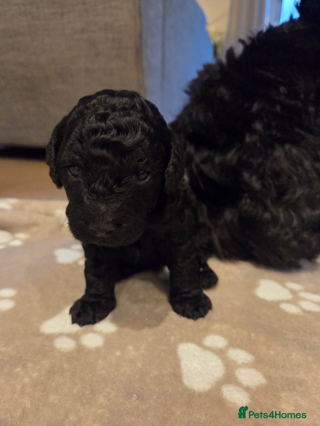 Cockapoo dogs for sale: Cockapoo Puppies  - Advert 6