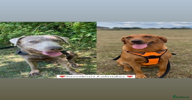 Labrador Retriever dogs - Advert 2