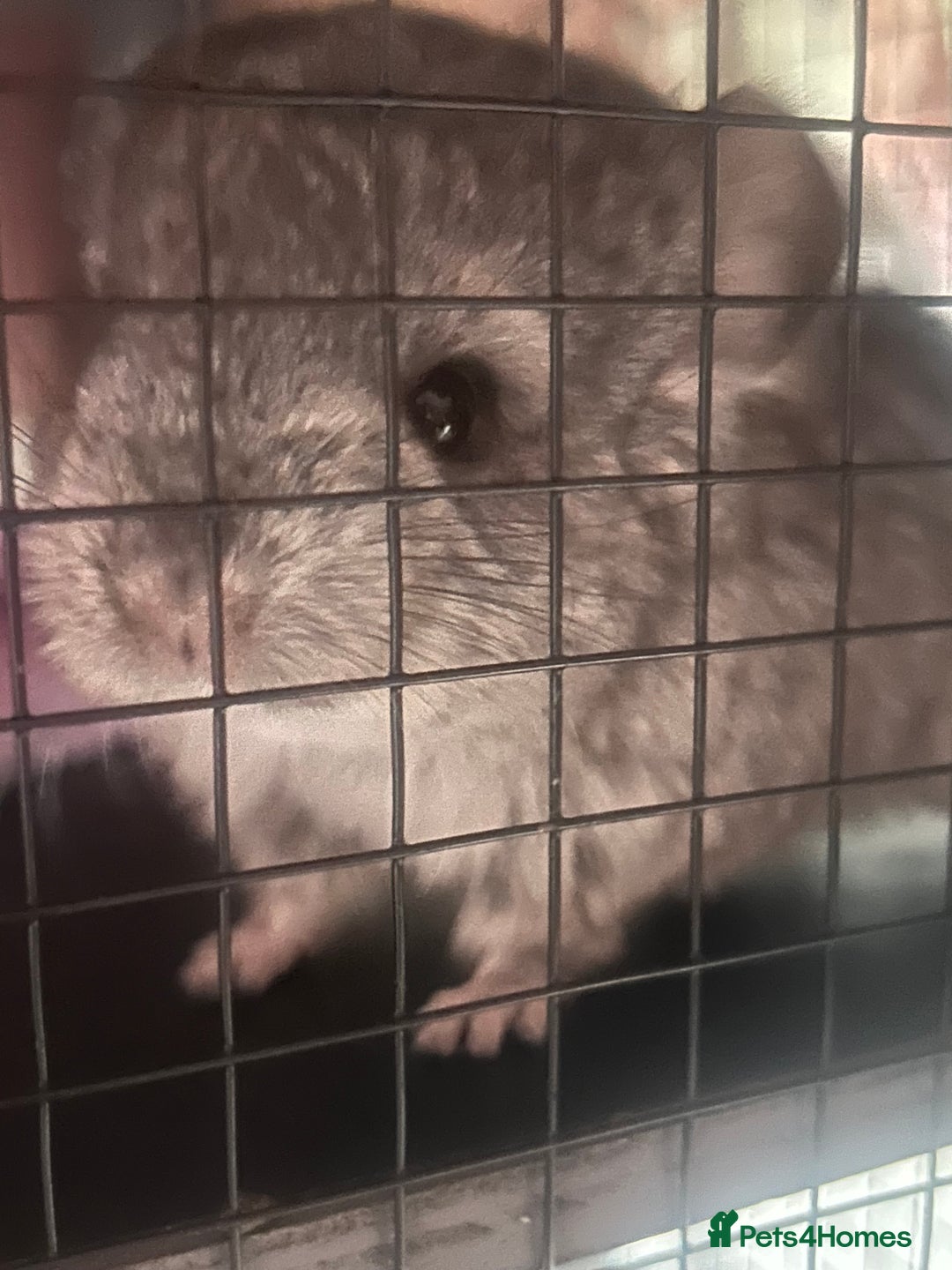 Chinchilla rodents for sale: Beautiful baby angora chinchillas  - Image 4