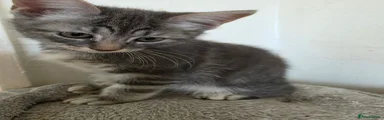 Ragdoll 4