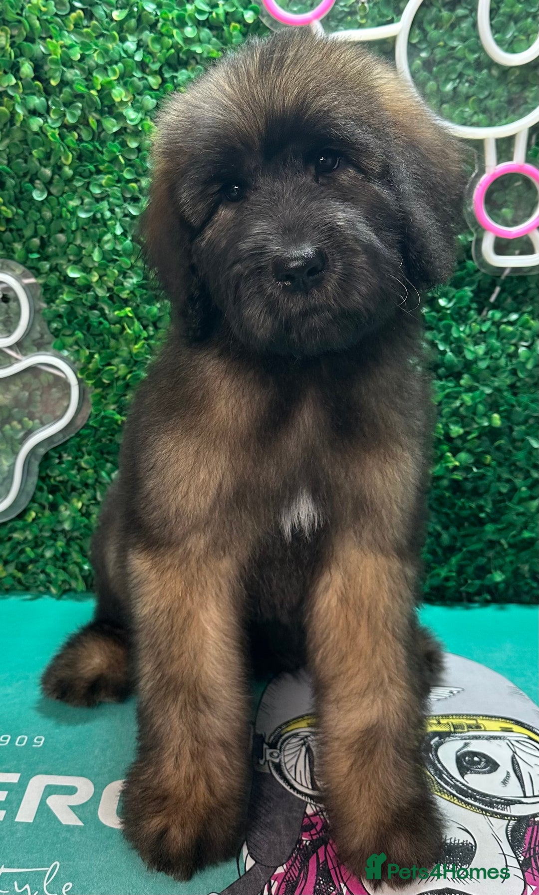 Mixed Breed dogs for sale: *Reduced* F1 Saint Berdoodles - Image 1