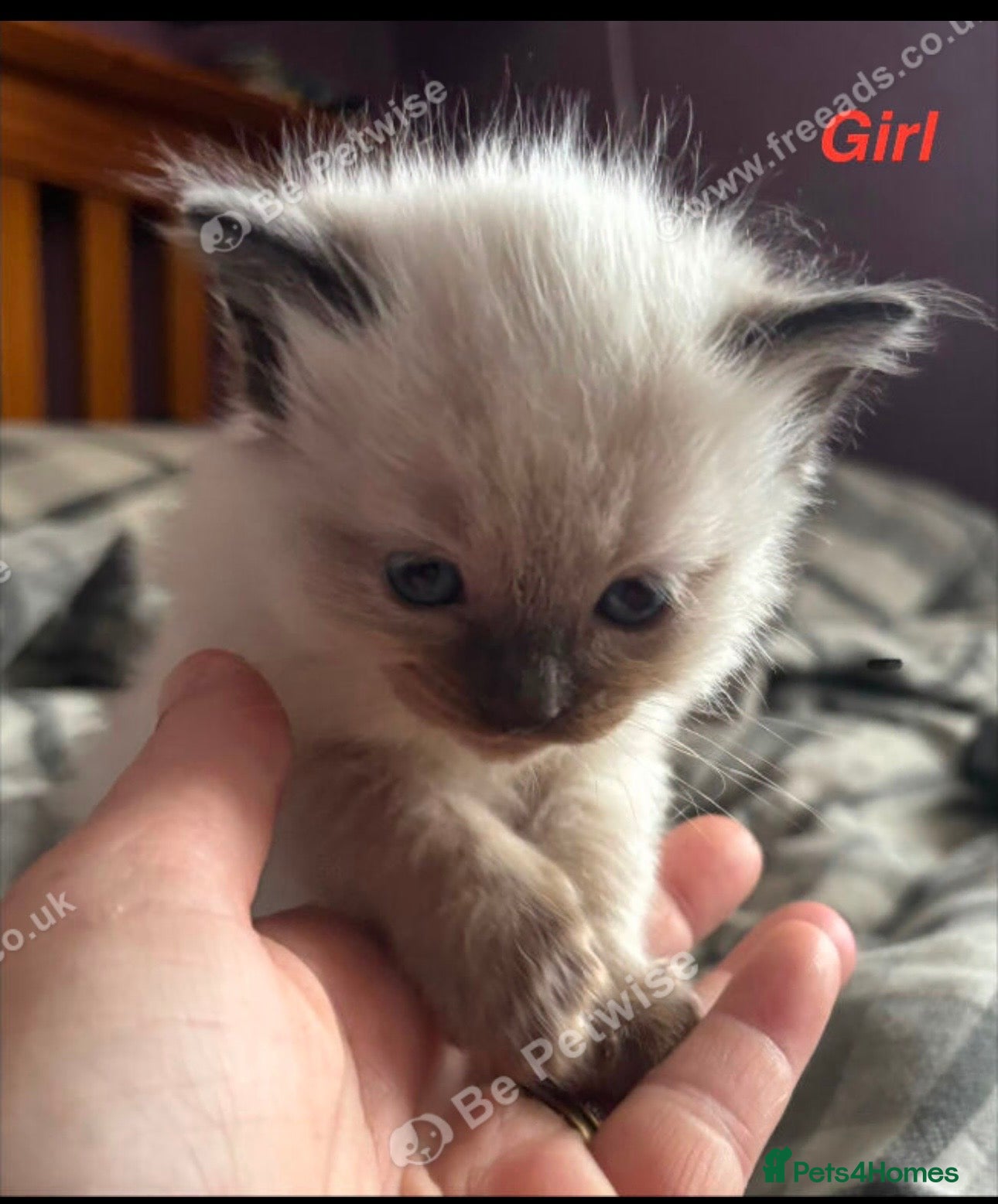 Ragdoll cats for sale: Ragdolls  - Advert 6