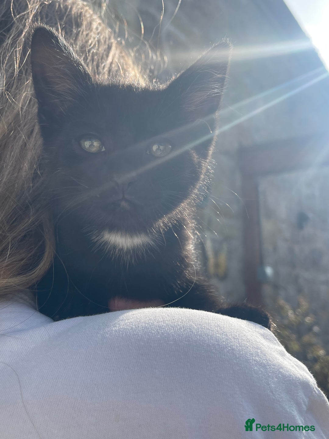 Mixed Breed cats for sale: Kittens ready for their new homes - Image 7