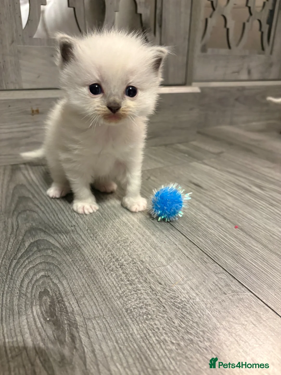 Ragdoll cats for sale: Male ragdoll kitten  - Advert 1