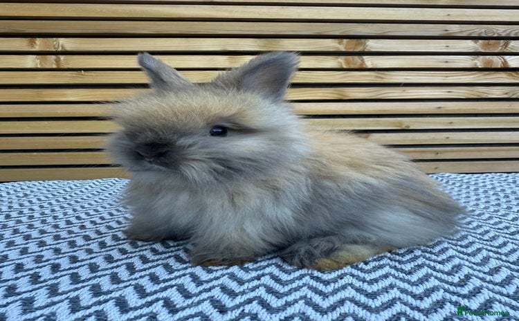 Angora rabbits - Advert 12