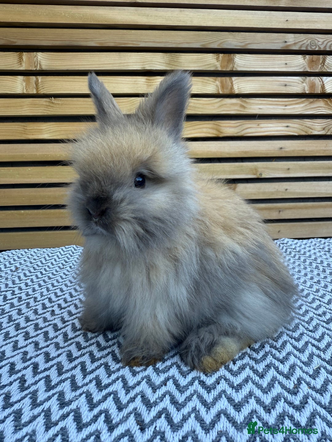 Angora rabbits for sale: Full Face English Angora’s  - Image 1