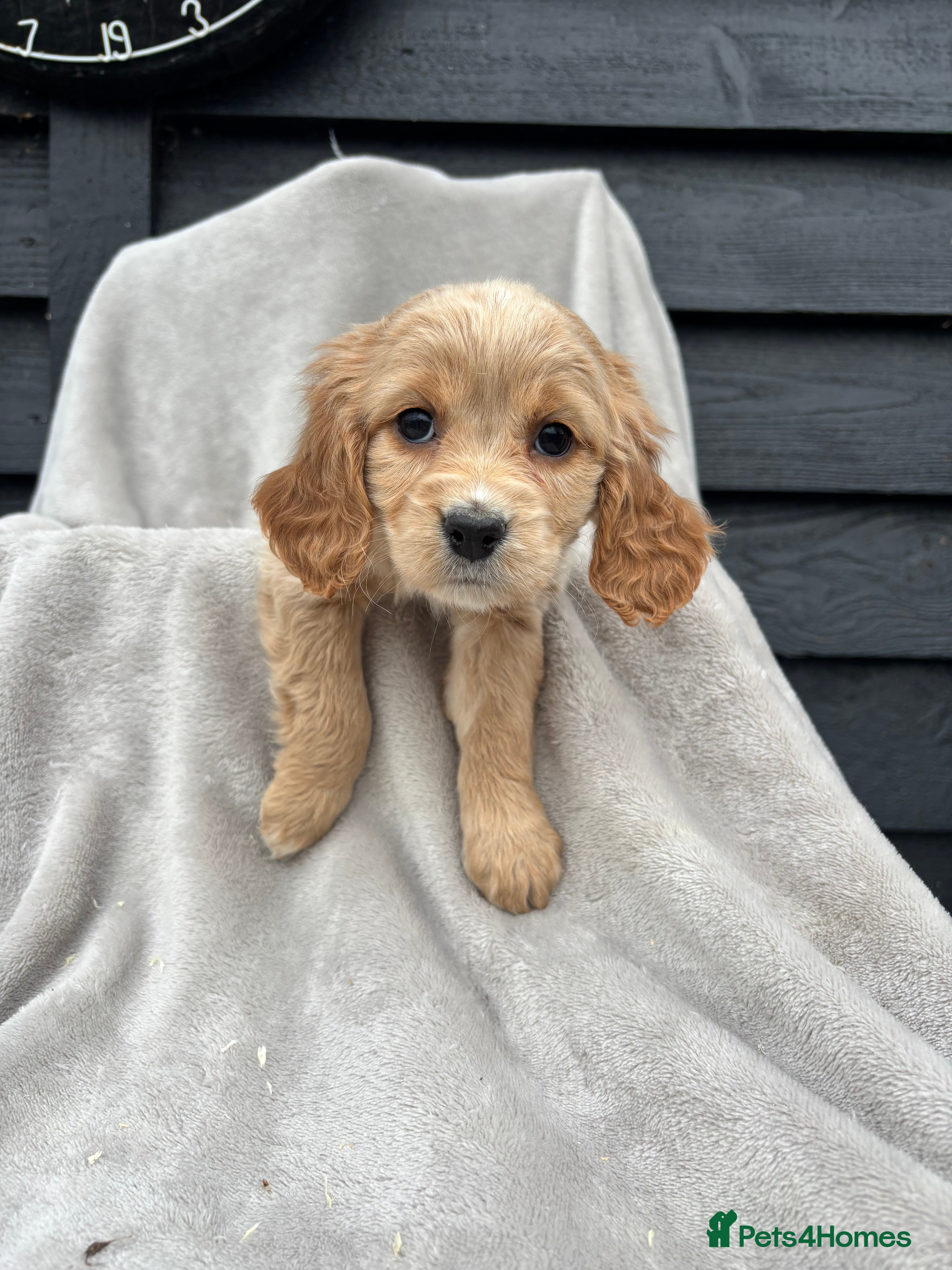 Cocker Spaniel dogs 5 beautiful kc reg cocker spaniel puppies  - Advert 6