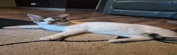 Domestic Shorthair cats for sale: Kitten for sale in Stoke-on-Trent - Advert 4