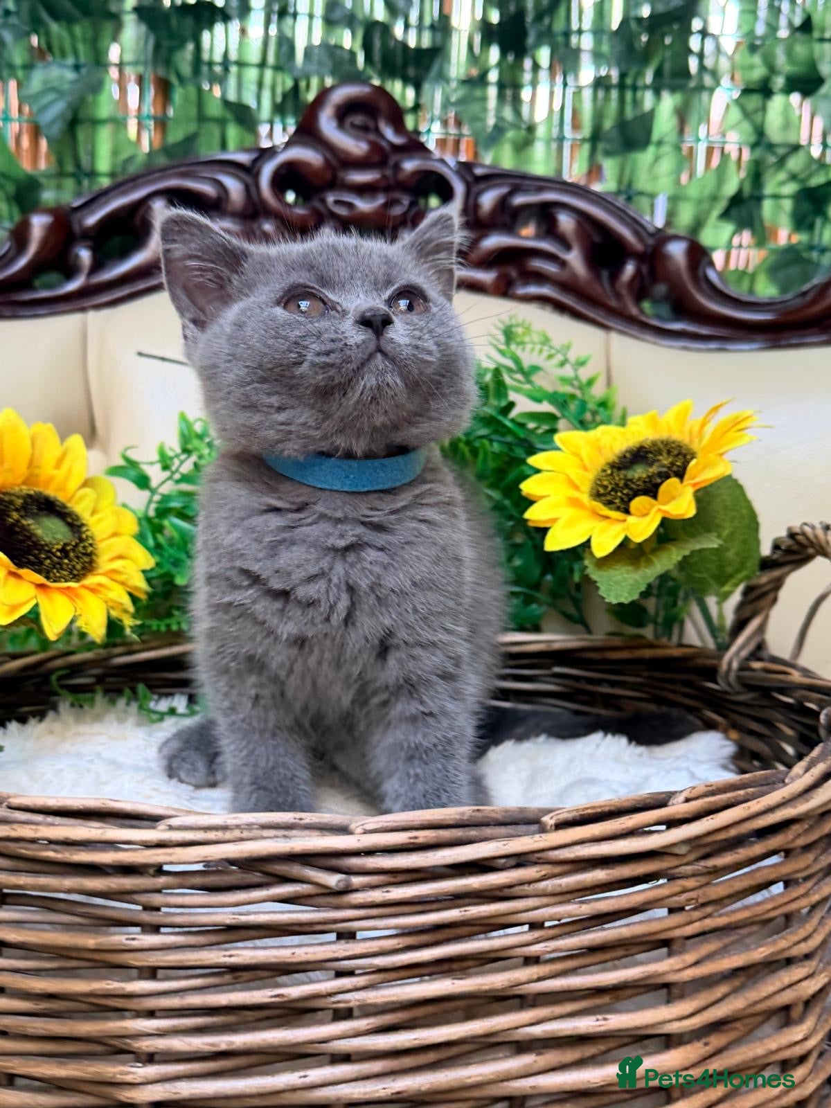 British Shorthair cats 🩵Fluffy British Shorthair🩵BOY - Advert 1