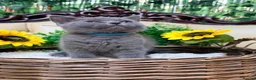 British Shorthair cats for sale: 🩵Fluffy British Shorthair🩵BOY - Advert 1