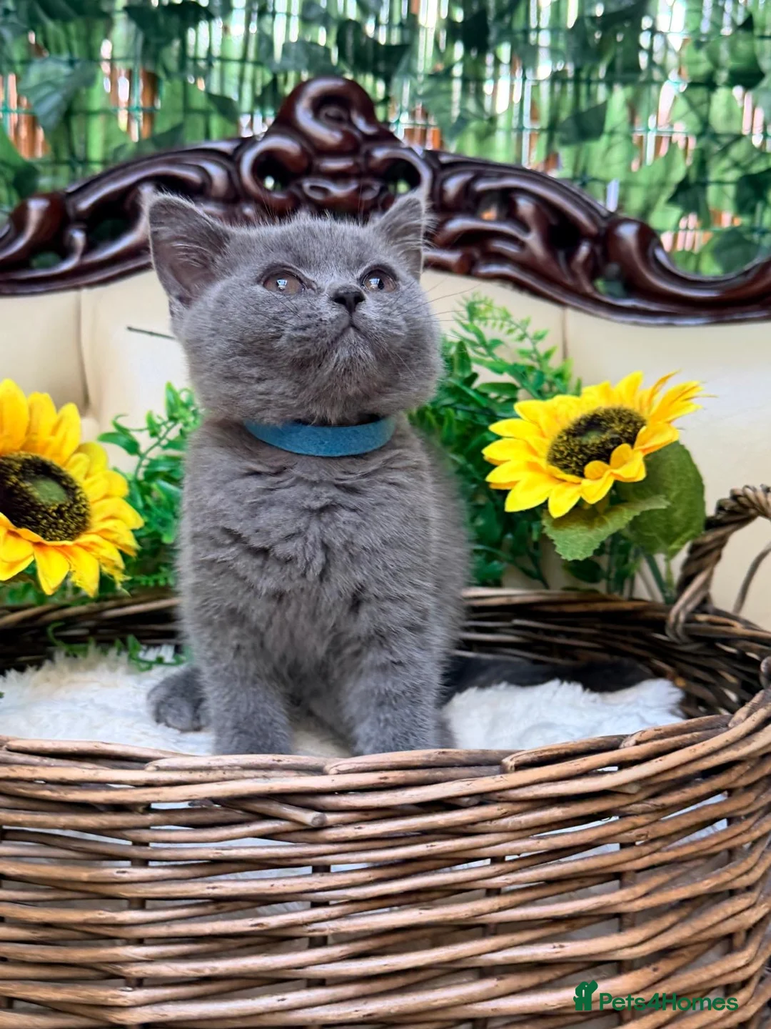 British Shorthair cats for sale: 🩵Fluffy British Shorthair🩵BOY - Advert 1