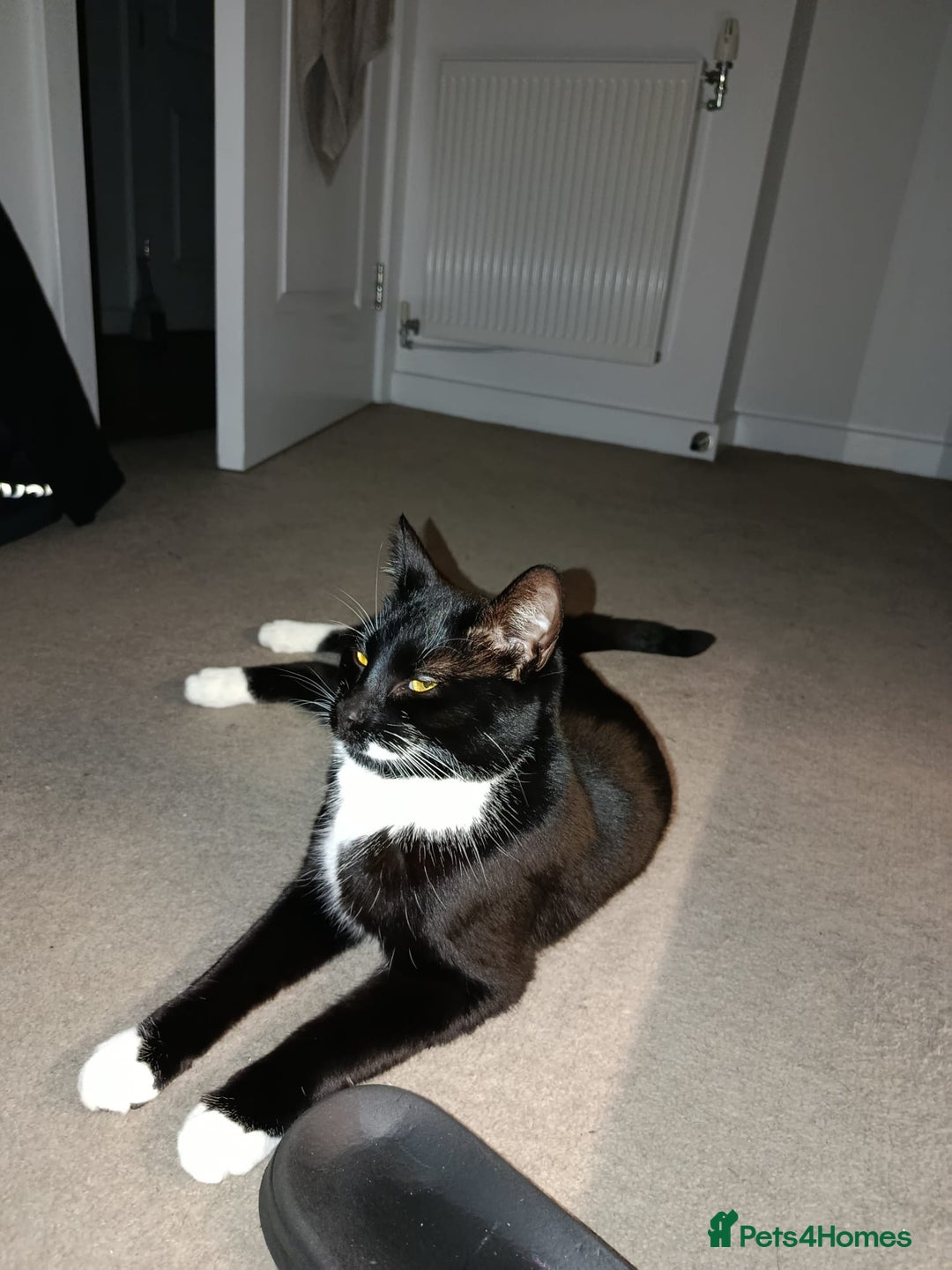 Mixed Breed cats for sale: Lovely Bonded pair (M+F) - must stay together - Advert 7