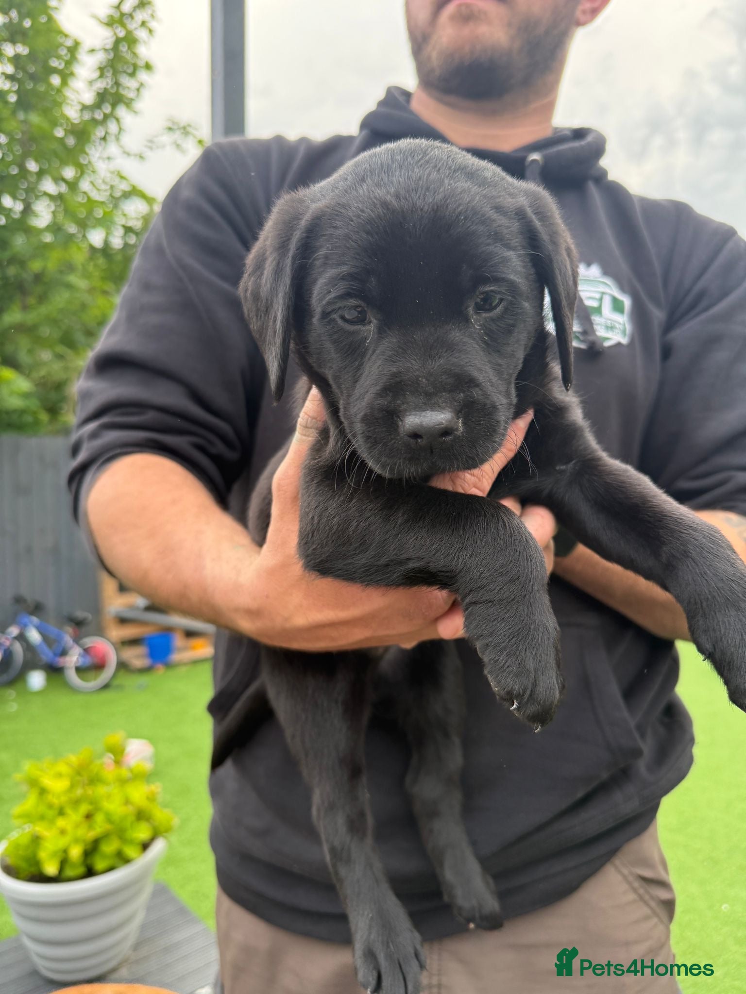 Labrador Retriever dogs Labrador puppies ready to go this weekend - Advert 12