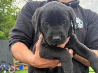 Labrador Retriever dogs Labrador puppies ready to go this weekend - Advert 12