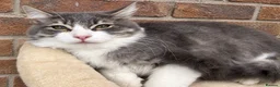 Siberian cats for sale: Pure pedigree Siberian kittens - Advert 4