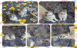 British Shorthair cats for sale: Tica registered british shorthair kittens - Image 12
