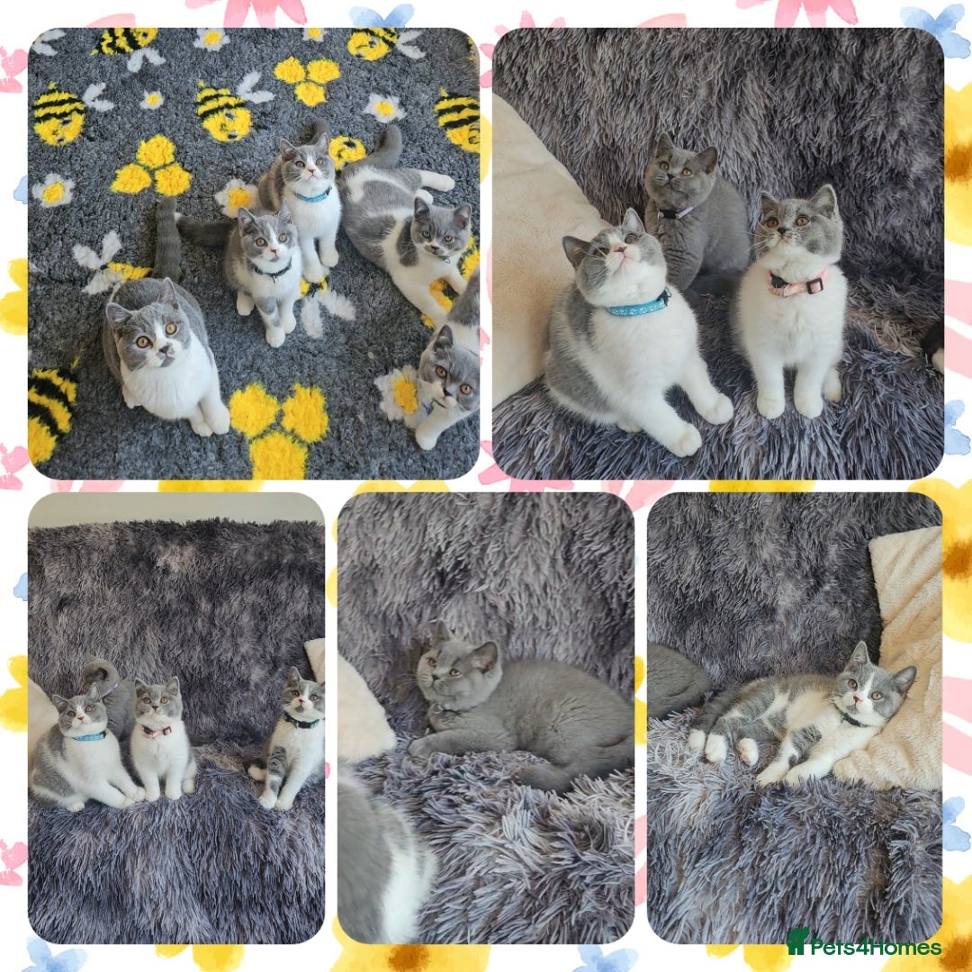 British Shorthair cats for sale: Tica registered british shorthair kittens - Image 12