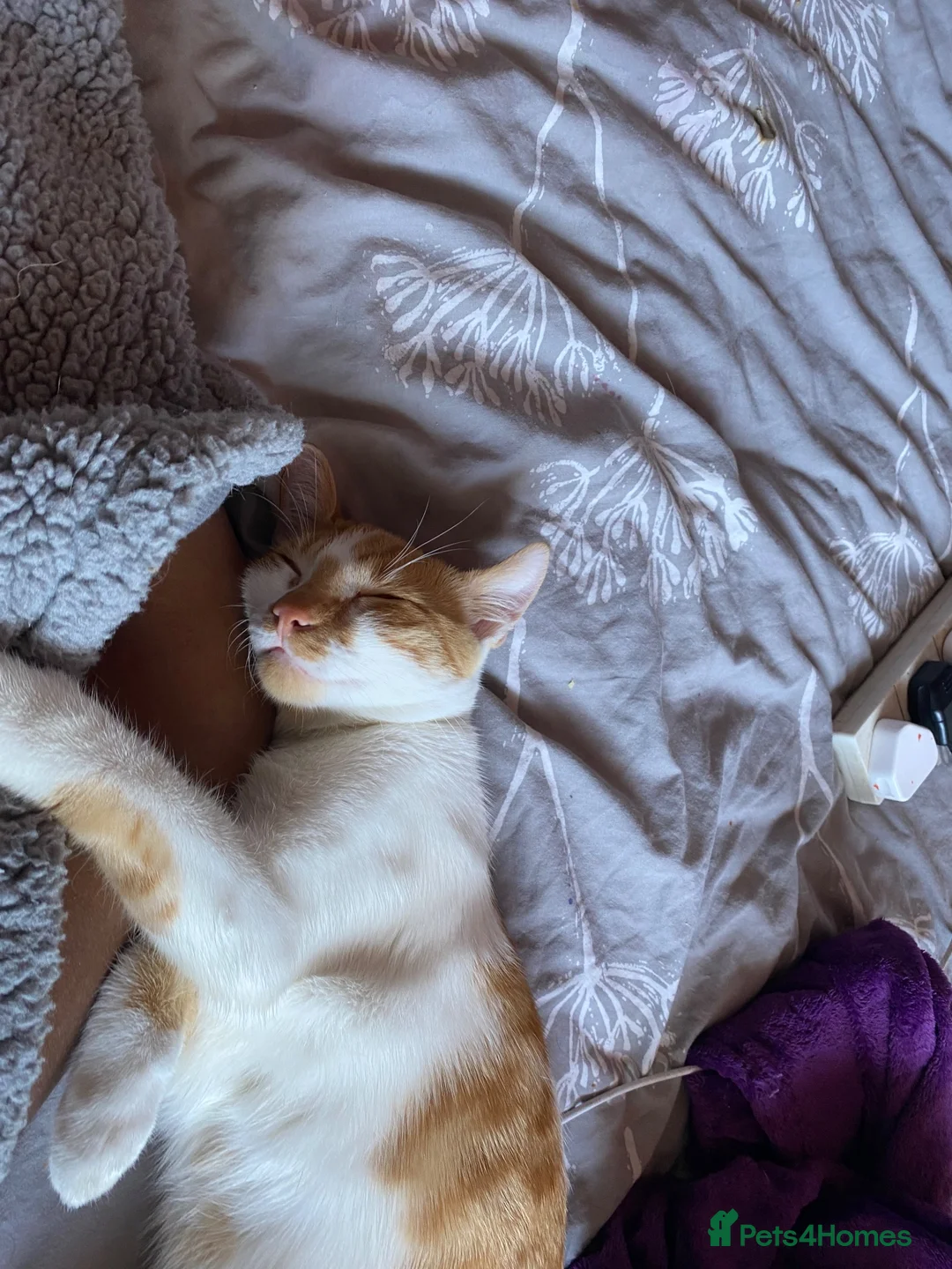 Mixed Breed cats for sale: Jiren  in Wolverhampton - Advert 5