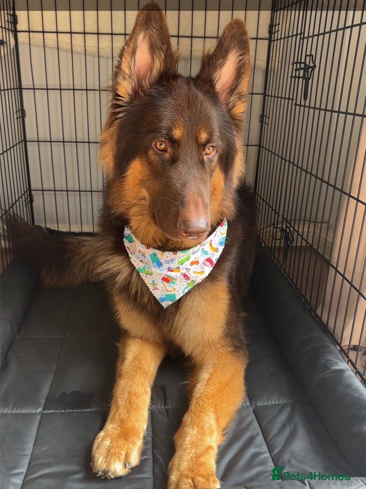 German Shepherd dogs KC registered Liver & tan stud - Advert 4