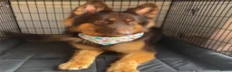 German Shepherd dogs for stud: KC registered Liver & tan stud - Advert 1