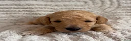 Cockapoo dogs for sale: Beautiful Mini F1B cockapoo puppies - Advert 21