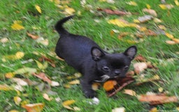 Chihuahua dogs for sale: KC REG HEALTH TESTED CHIHUAHUA BABIES - Image 6