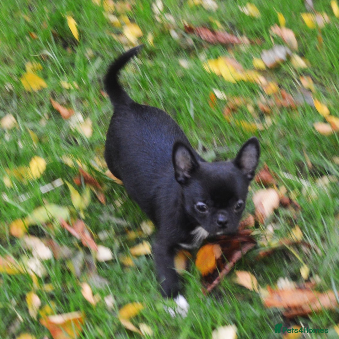 Chihuahua dogs for sale: KC REG HEALTH TESTED CHIHUAHUA BABIES - Image 6