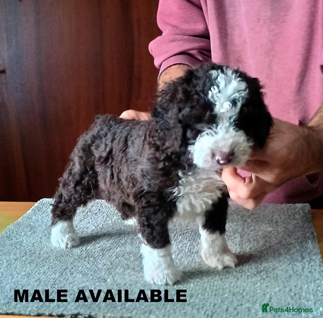 Spanish Water Dog dogs for sale: KC REGISTERED SPANISH WATER DOG PUPPIRS - Advert 12