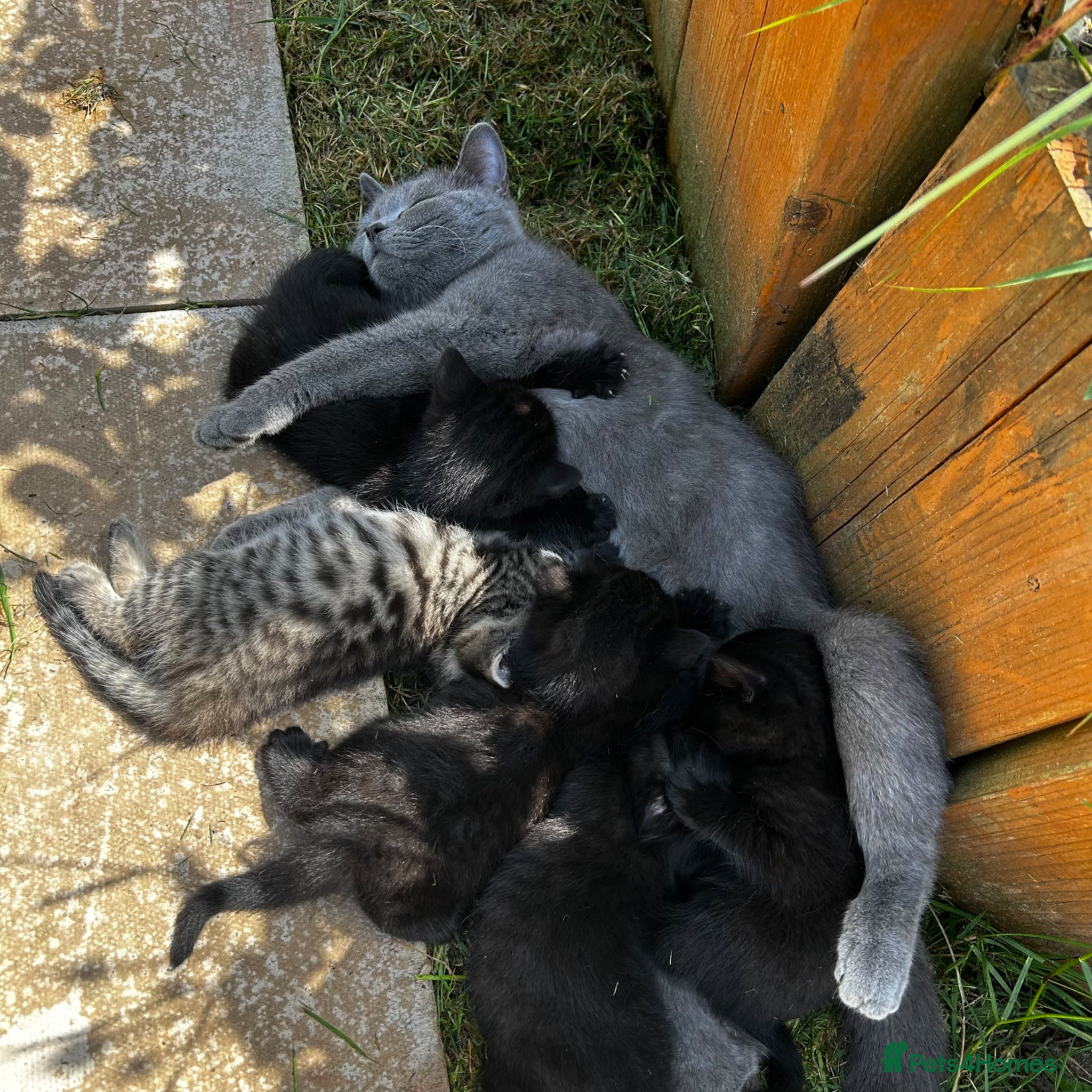 Mixed Breed cats Mixed breed Blue BSH - Advert 12