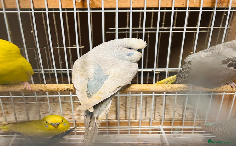 Budgerigars birds Various colour/ages budgies for sale  - Advert 5