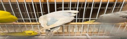Budgerigars birds for sale: Various colour/ages budgies for sale  - Advert 1