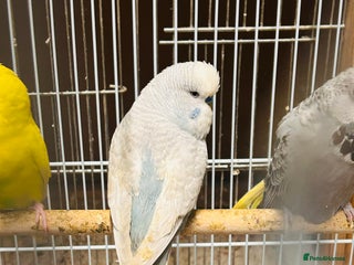 Budgerigars birds Various colour/ages budgies for sale - Advert 18