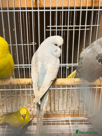 Budgerigars birds Various colour/ages budgies for sale - Advert 5