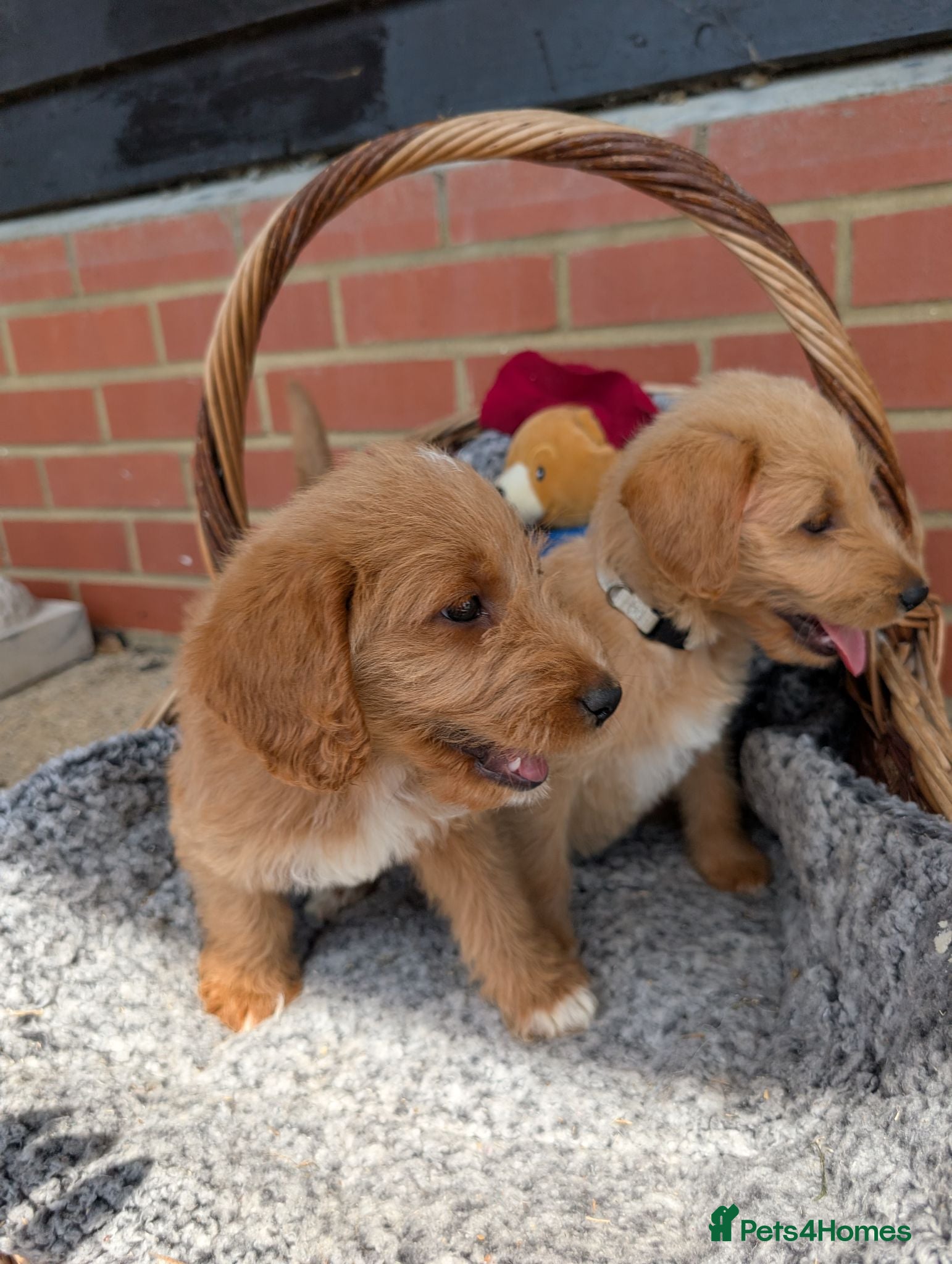 Australian Labradoodle dogs Stunning Red Australian Labradoodle puppies  - Advert 1