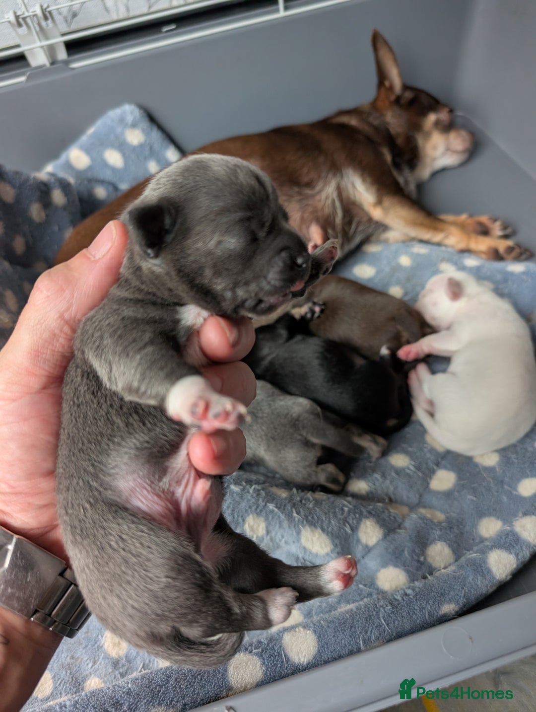Chihuahua dogs for sale: 🐾 Adorable Chihuahua Puppies for Sale 🐾 - Image 15