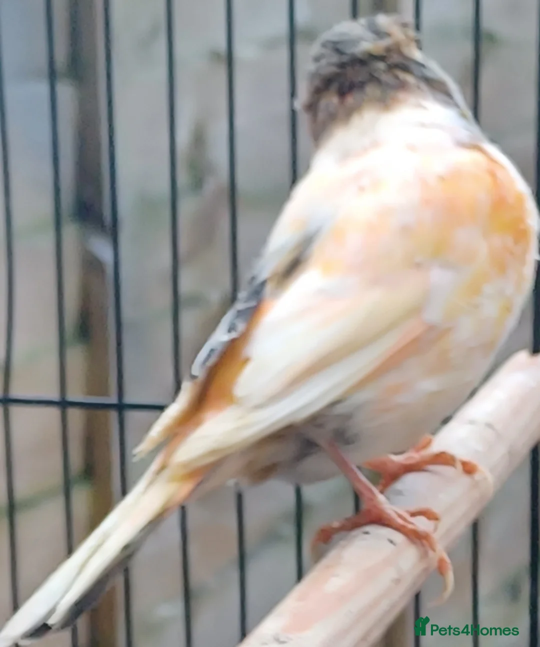 Canaries birds for sale: HARLEQUIN RED FACTOR PORTUGUESE CREASTED  - Advert 26