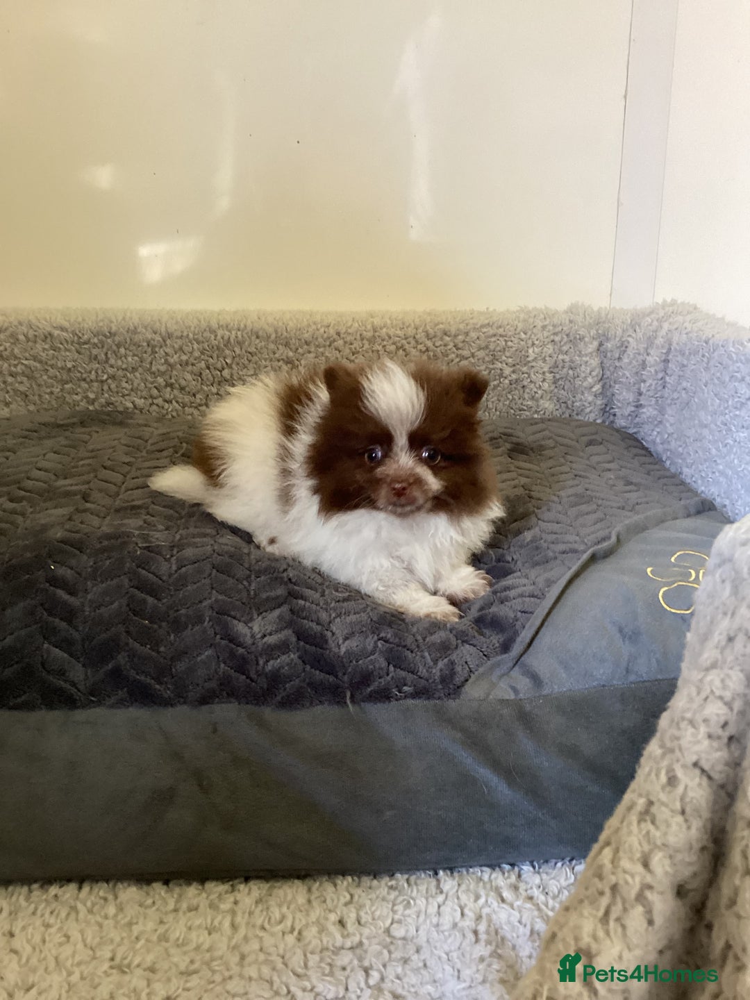 Pomeranian dogs for sale: Pomeranian  - Image 18