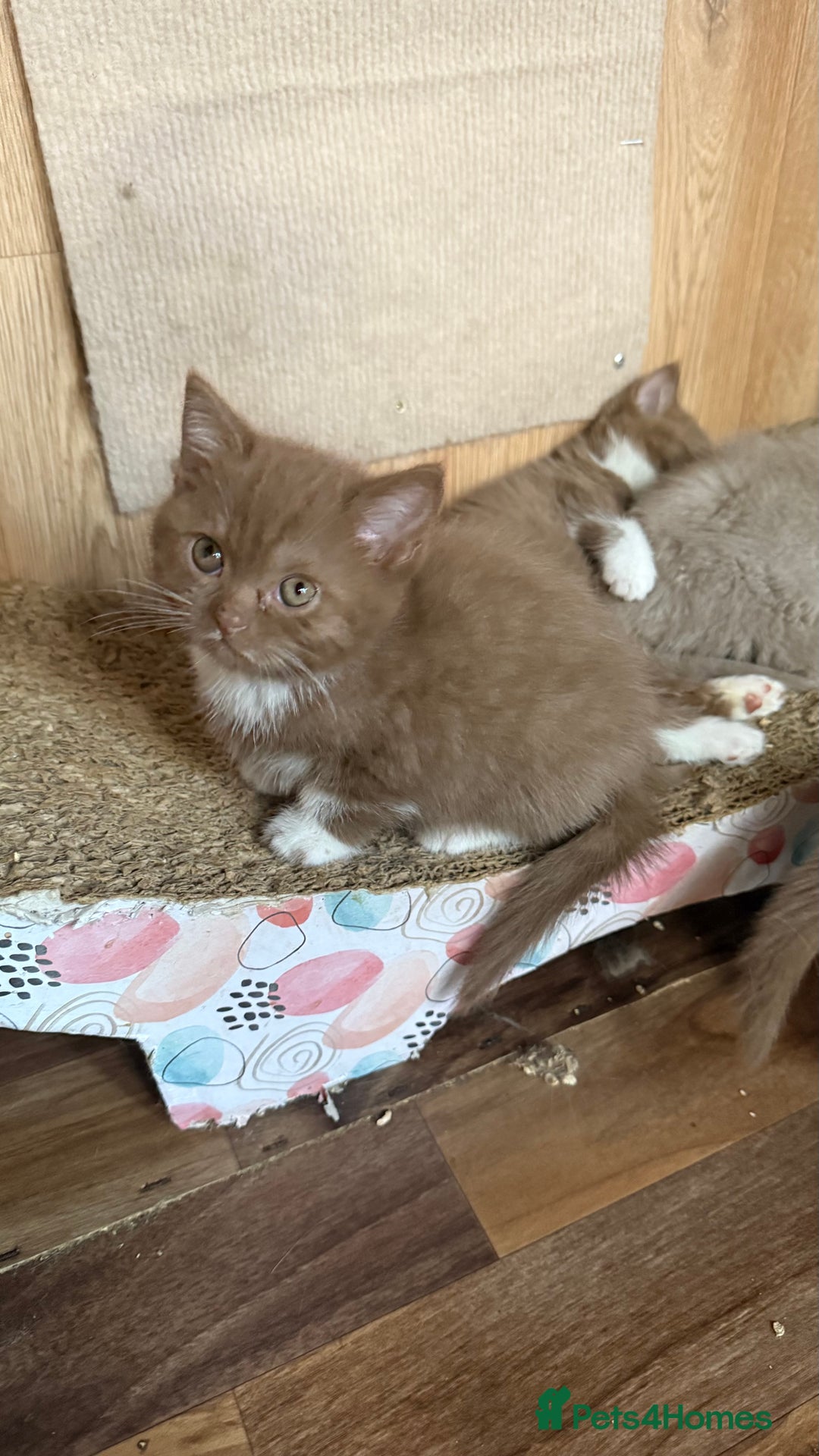 British Shorthair cats for sale: BSH kittens parents gccf - Image 10
