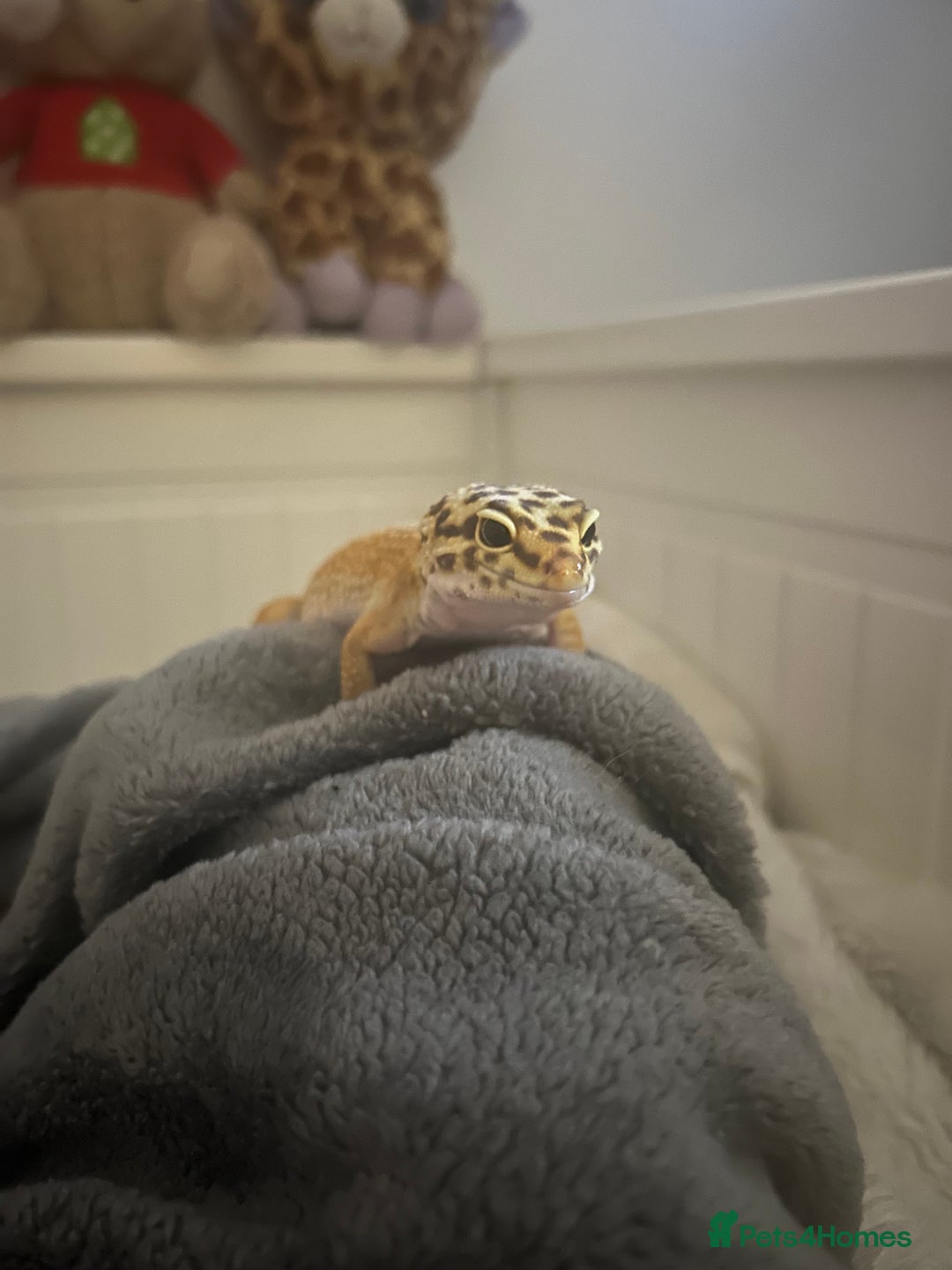 Leopard Gecko reptiles for sale: Leapord gecko, male - Image 4