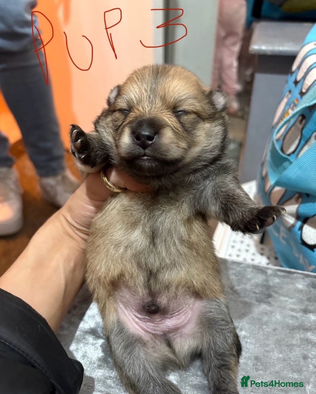 Pomeranian dogs for sale: Adorable Pomeranians - Advert 1