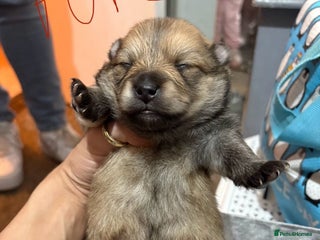 Pomeranian dogs Adorable Pomeranians - Advert 9