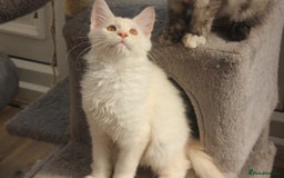 Maine Coon cats for sale: TICA PEDIGREE MAINE COON KITTENS  - Image 4
