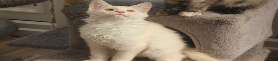 Maine Coon Kitten 1