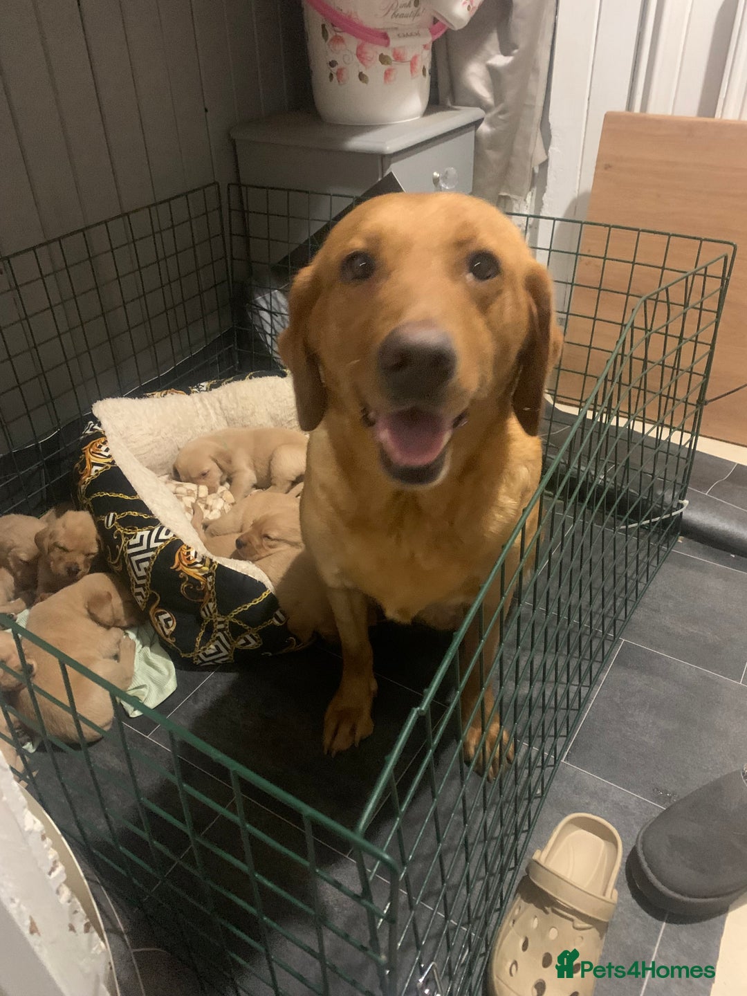 Labrador Retriever dogs for sale: Stunning litter of KC FOX RED PUPPYS  - Advert 3