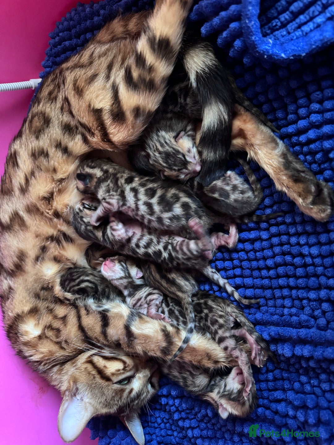 Bengal cats for sale: TICA Reg Bengal Kittens - Browns, Lynx & Mink - Image 29