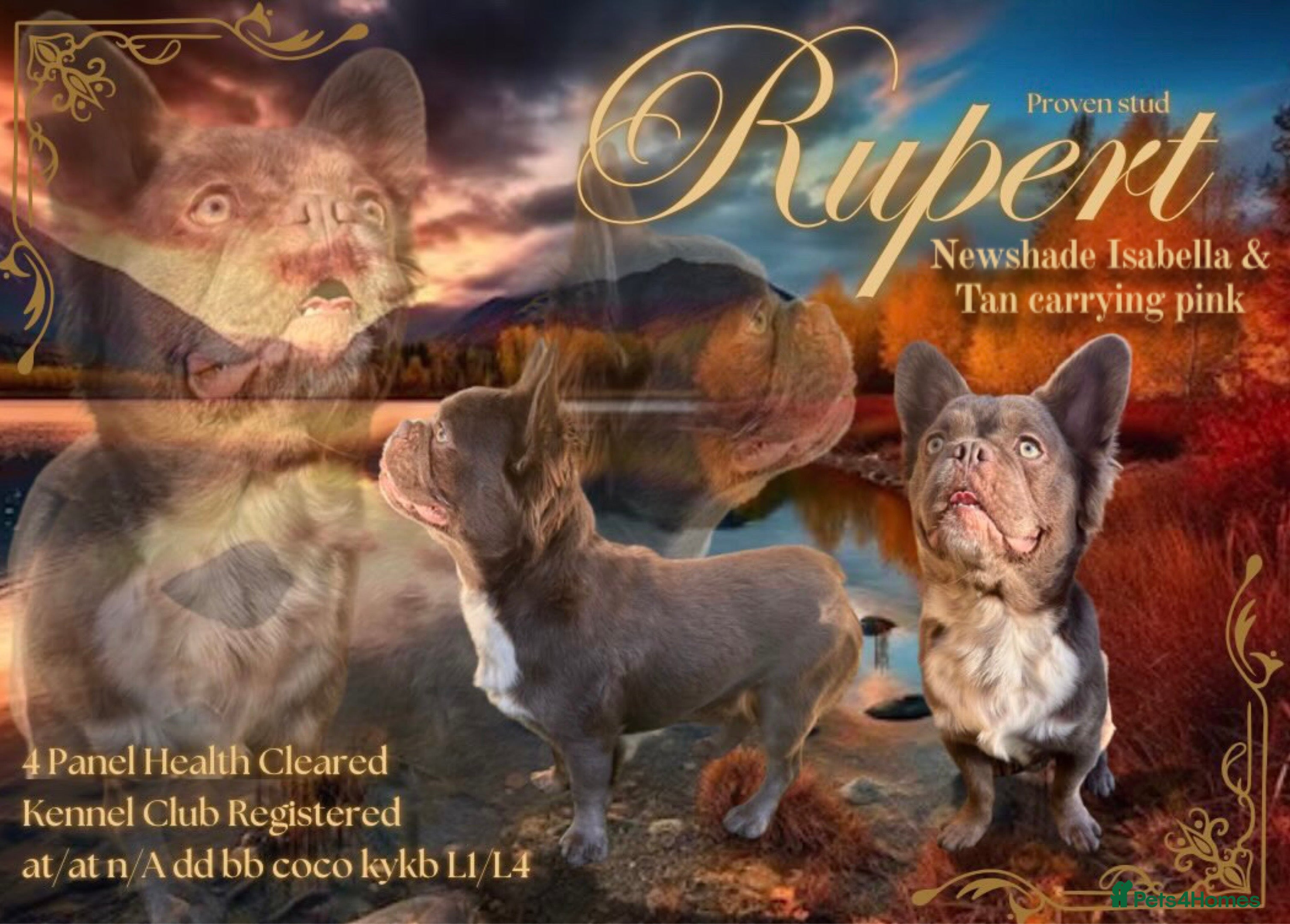 French Bulldog dogs Stud  in Halifax - Advert 21