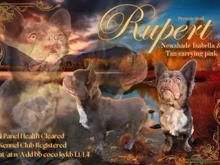 French Bulldog dogs Stud in Halifax - Advert 7