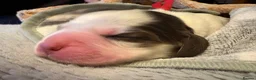 Cocker Spaniel dogs for sale: Quality KC babies - extensive health tests clear - Advert 32